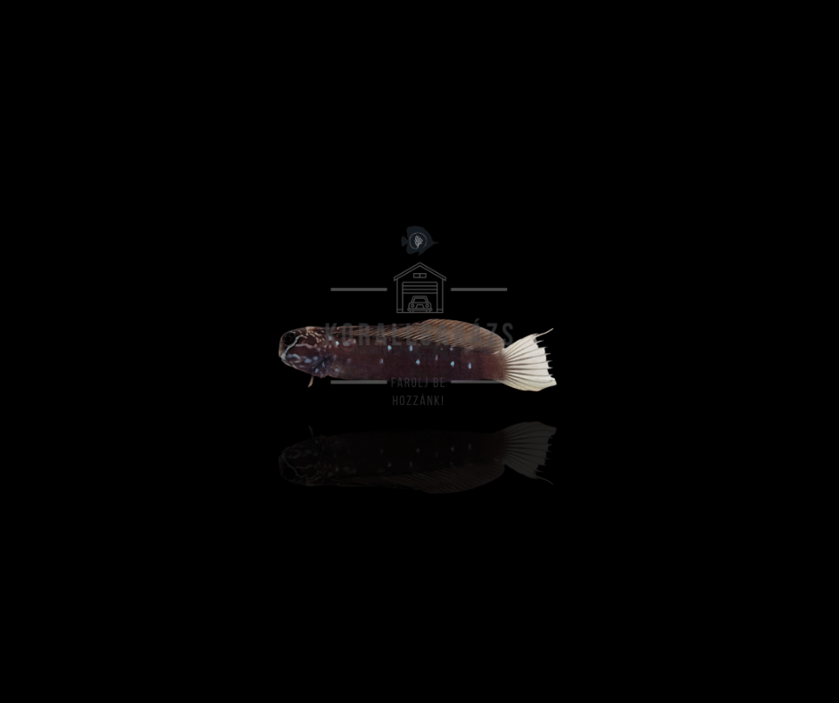 Atrosalarias Fuscus